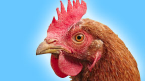 EuPoul Chicken